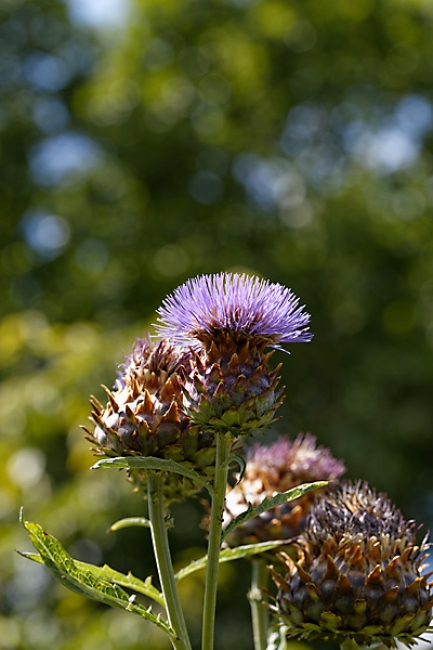 Jardin des Impressionnistes-081